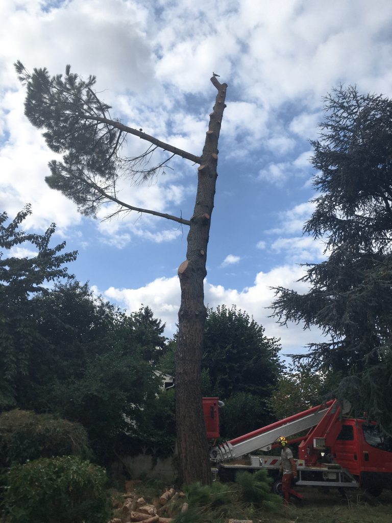 Chantier d'un abattage d'arbre en cours à Toulouse