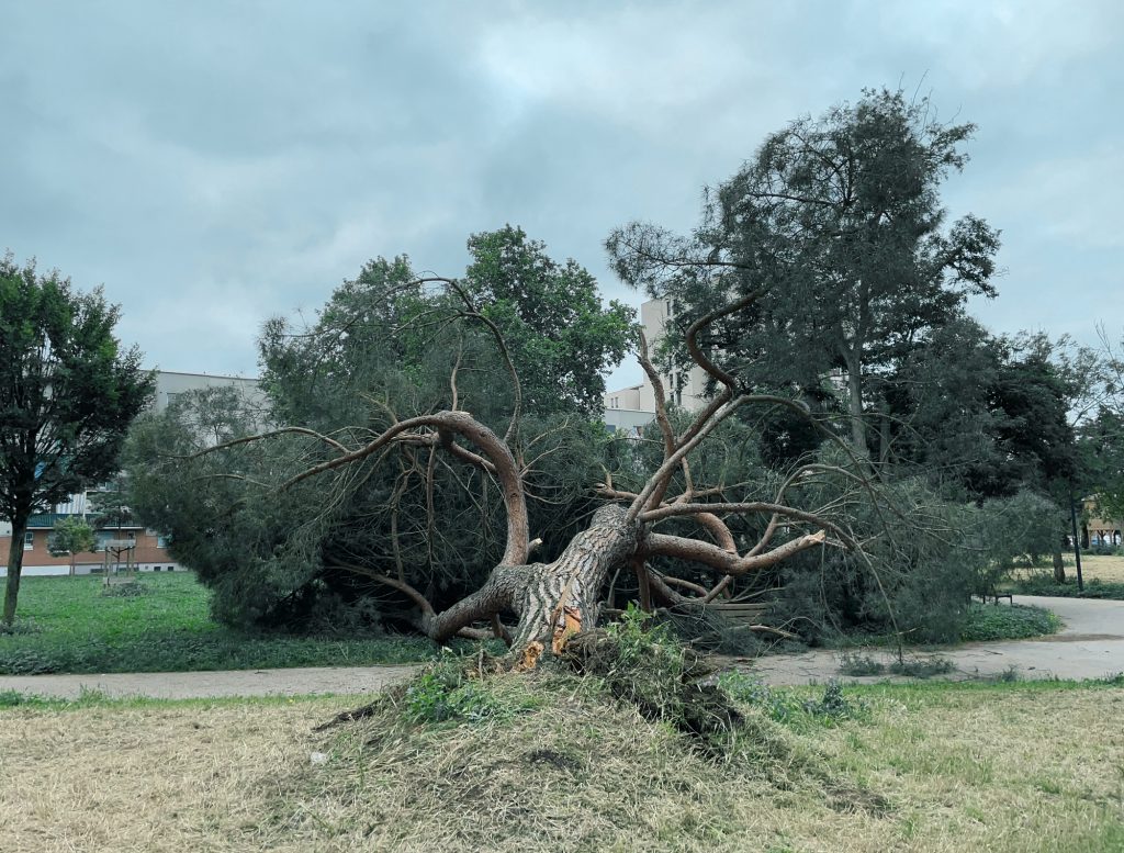 Arbre abattu après intempérie à Toulouse