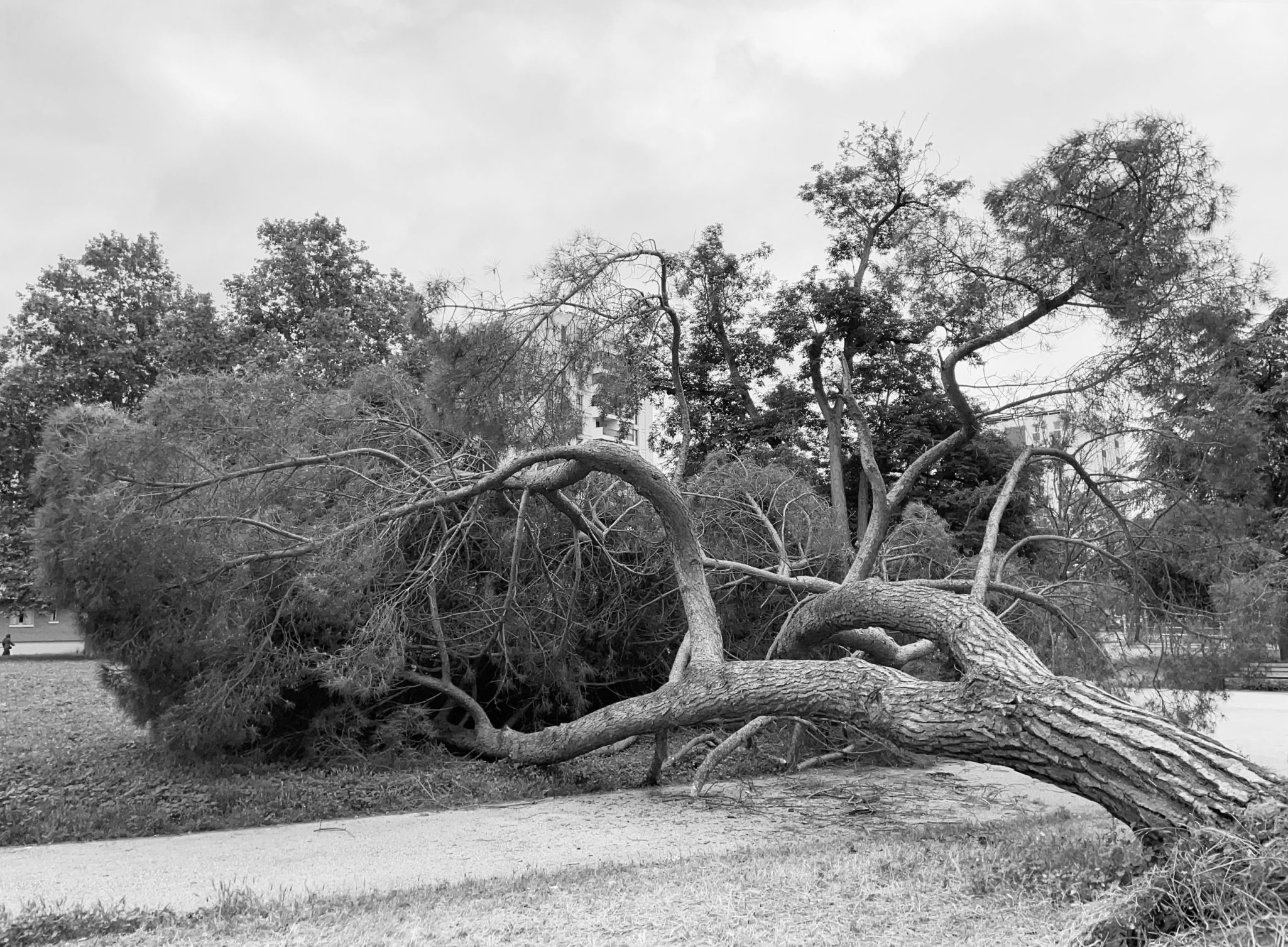 Arbre abattu à Toulouse