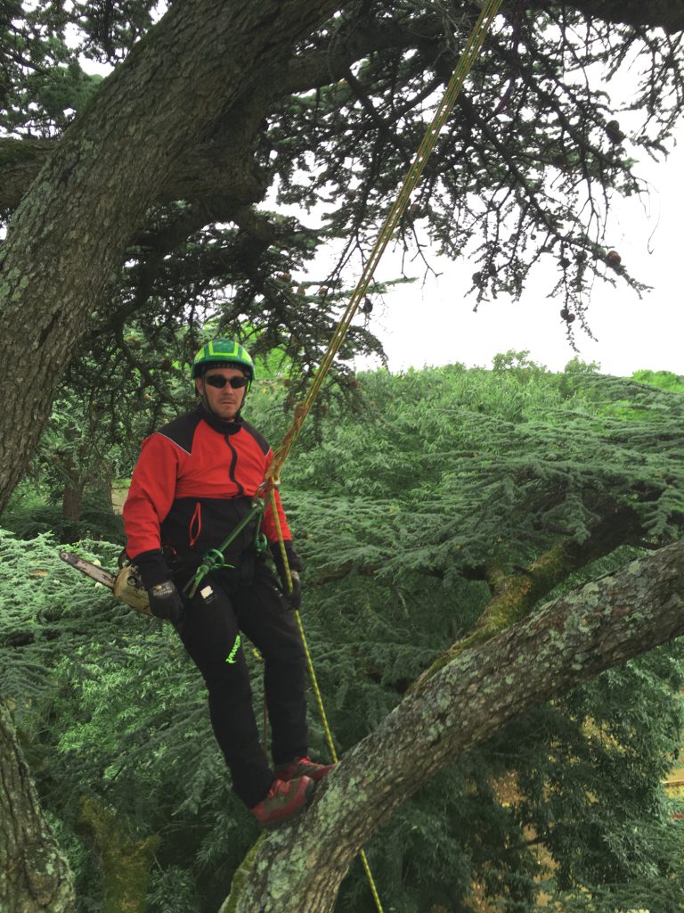 Élagueur dans un arbre 