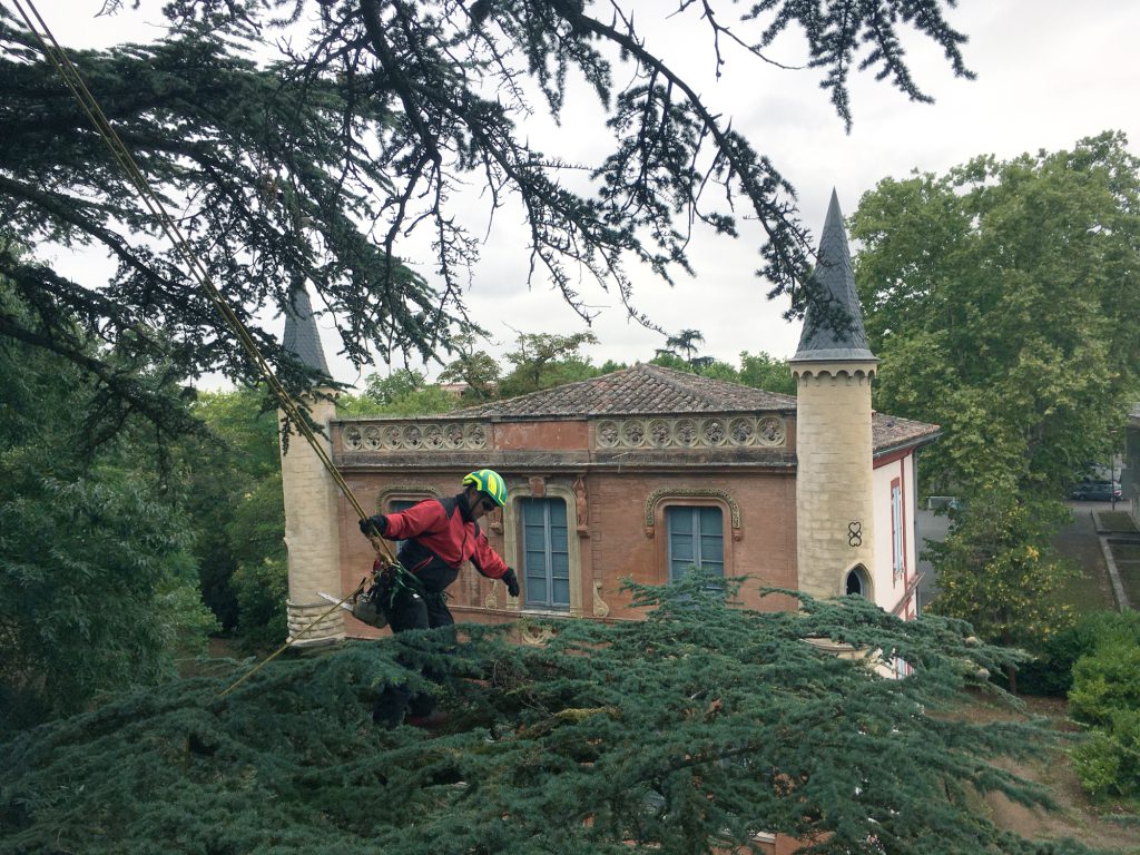 Élagueur dans un arbre