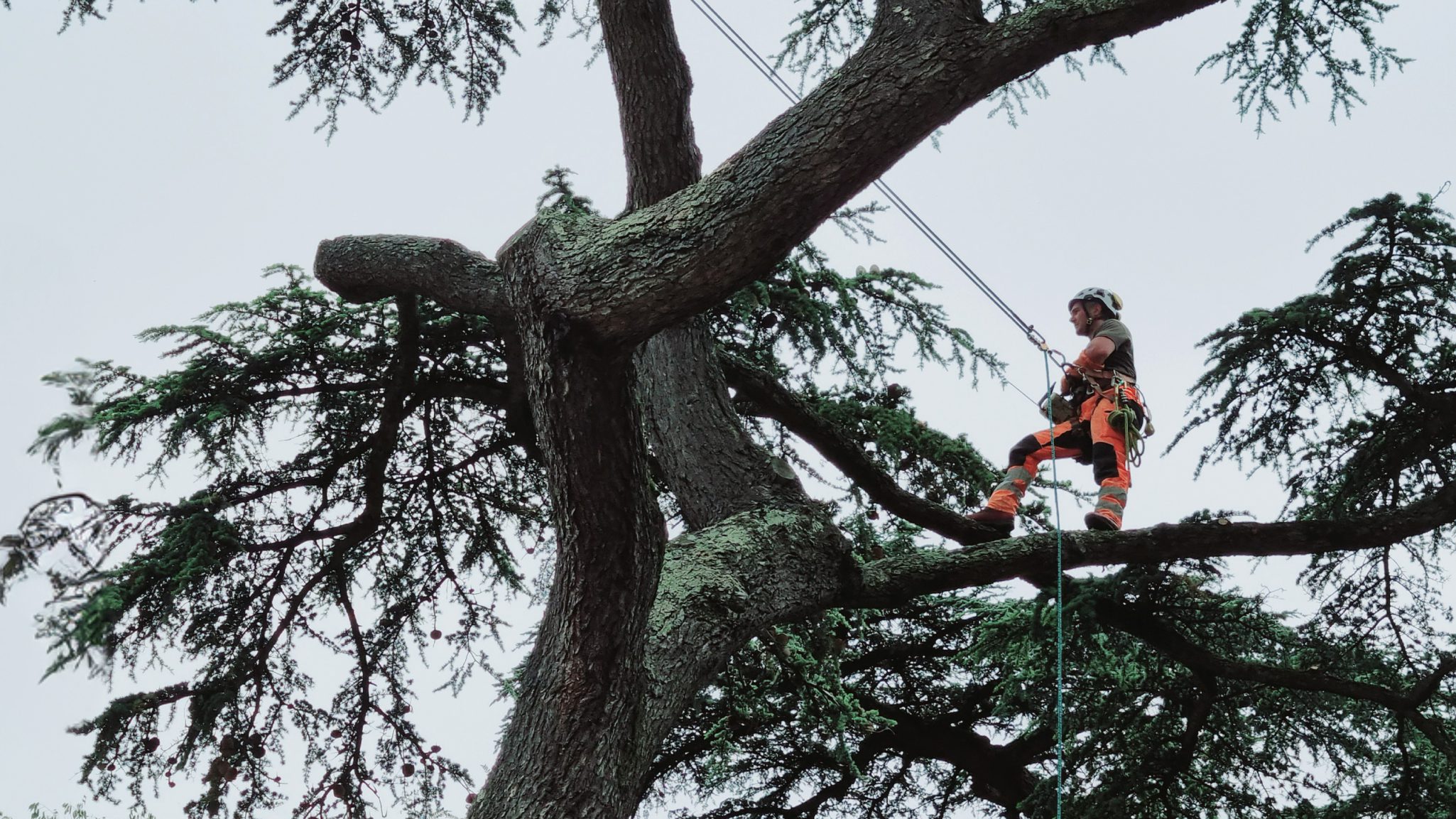 Chantier de notre entreprise pour un élagage d'arbre à Toulouse