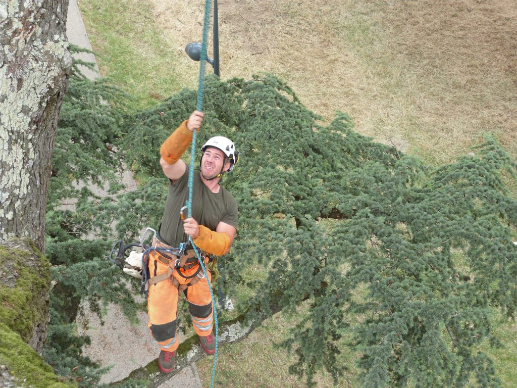 Élagueur qui monte dans un arbre à Toulouse