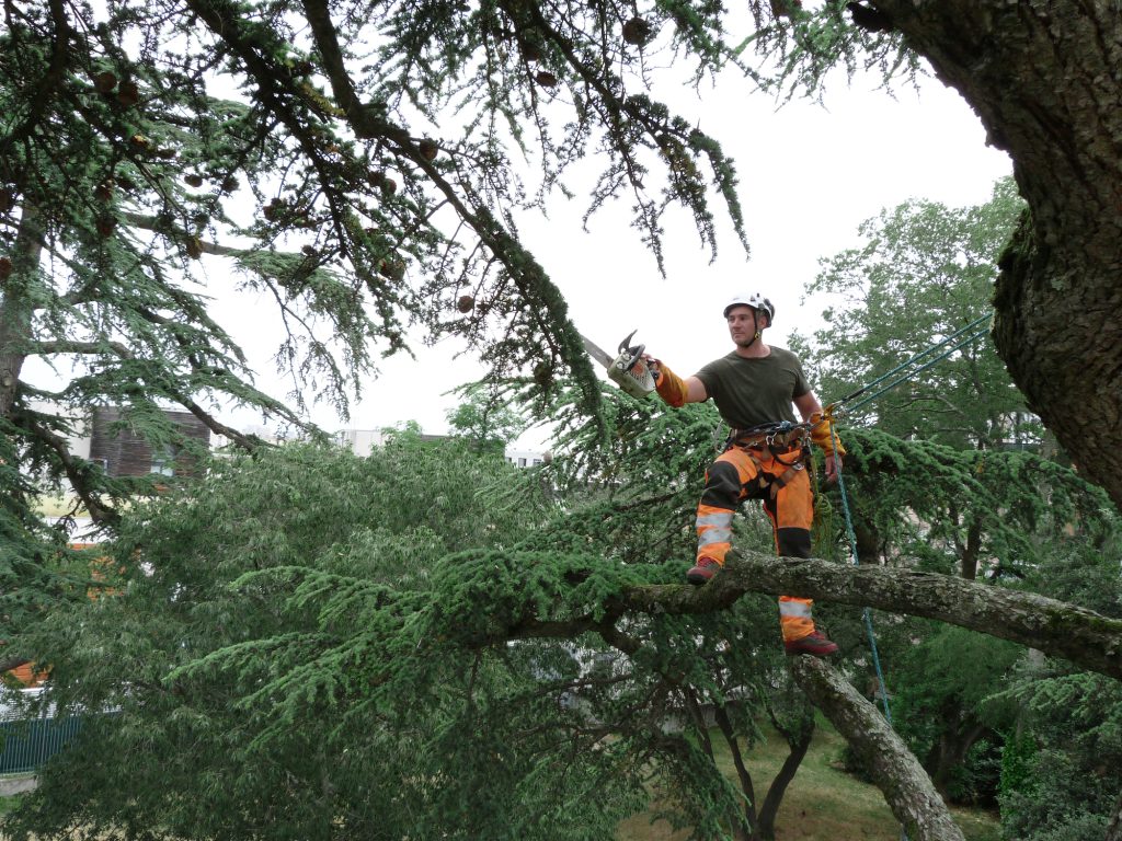 Élagage d'un arbre à l'aide d'une tronçonneuse à Toulouse