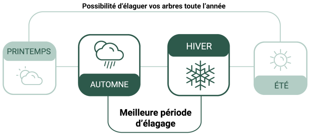 Illustration pour connaitre la meilleure période d'élagage